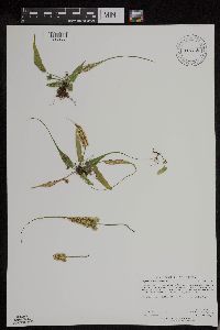 Asplenium rhizophyllum image