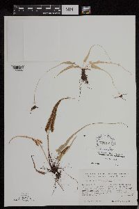 Asplenium rhizophyllum image