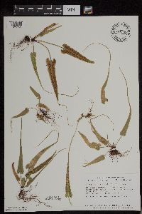 Asplenium rhizophyllum image