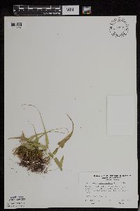 Asplenium rhizophyllum image