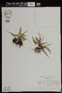 Asplenium rhizophyllum image