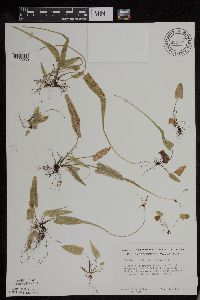 Asplenium rhizophyllum image