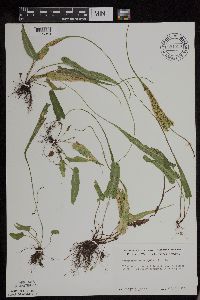 Asplenium rhizophyllum image