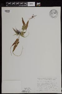 Asplenium rhizophyllum image