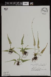 Asplenium rhizophyllum image