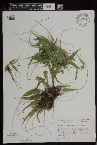 Asplenium rhizophyllum image