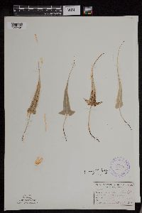 Asplenium rhizophyllum image