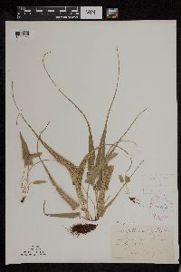 Asplenium rhizophyllum image