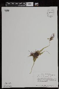 Asplenium rhizophyllum image