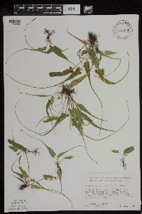 Asplenium rhizophyllum image