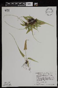 Asplenium rhizophyllum image