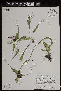 Asplenium rhizophyllum image