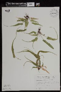 Asplenium rhizophyllum image