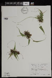 Asplenium rhizophyllum image