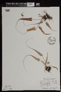 Asplenium rhizophyllum image