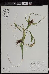 Asplenium rhizophyllum image