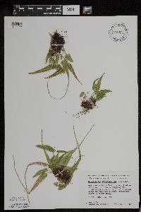 Asplenium rhizophyllum image