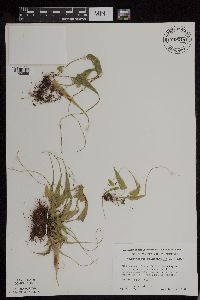 Asplenium rhizophyllum image