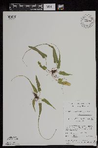 Asplenium rhizophyllum image