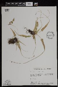 Asplenium rhizophyllum image