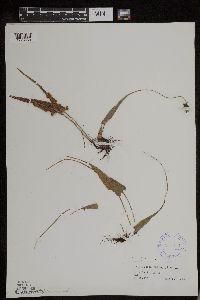 Asplenium rhizophyllum image