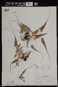 Asplenium rhizophyllum image