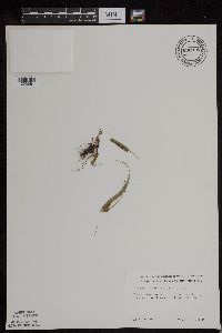 Asplenium rhizophyllum image