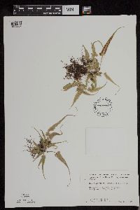 Asplenium rhizophyllum image