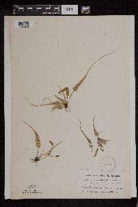 Asplenium rhizophyllum image