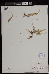 Asplenium rhizophyllum image