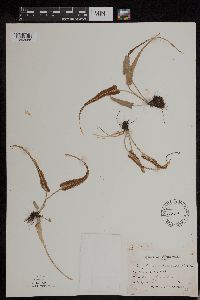 Asplenium rhizophyllum image