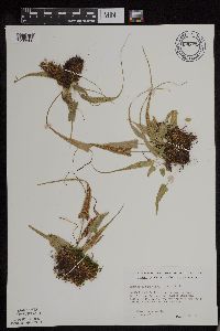 Asplenium rhizophyllum image