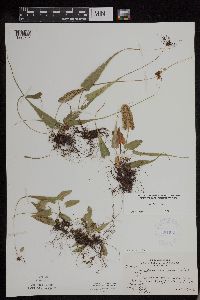 Asplenium rhizophyllum image