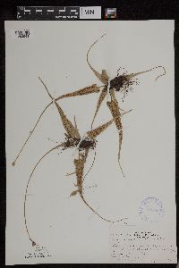 Asplenium rhizophyllum image