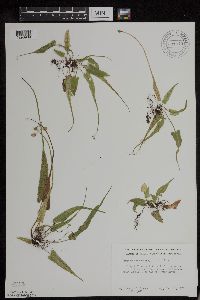 Asplenium rhizophyllum image