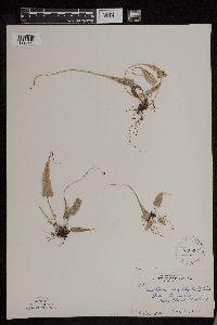 Asplenium rhizophyllum image