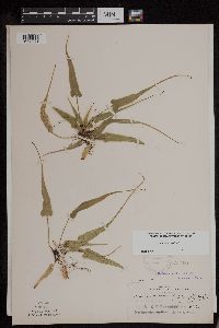 Asplenium rhizophyllum image