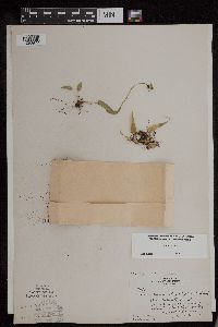 Asplenium rhizophyllum image