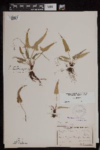 Asplenium rhizophyllum image