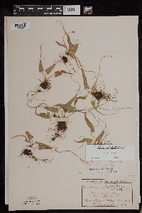 Asplenium rhizophyllum image