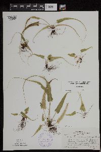 Asplenium rhizophyllum image