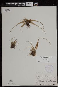 Asplenium rhizophyllum image