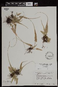 Asplenium rhizophyllum image