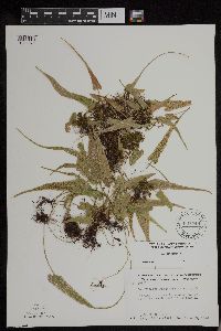 Asplenium rhizophyllum image