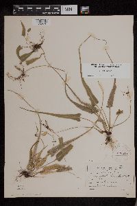 Asplenium rhizophyllum image