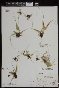 Asplenium rhizophyllum image