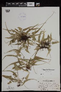 Asplenium rhizophyllum image