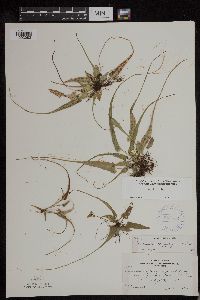 Asplenium rhizophyllum image