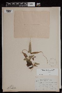 Asplenium rhizophyllum image