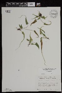 Asplenium rhizophyllum image